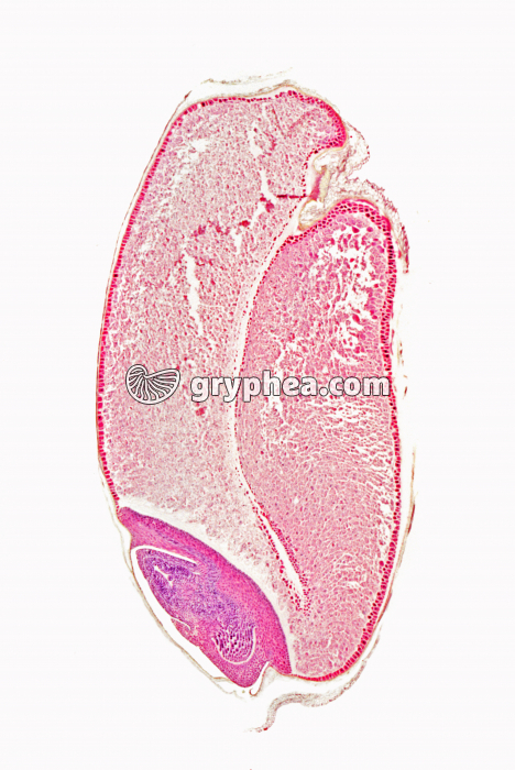 Caryopse de Blé en CL x5 - gryphea.org